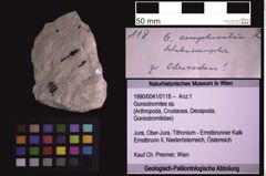 Foto (Objekt + Etiketten) von Goniodromites sp. (NHMW-GEO-1990-0041-0118)